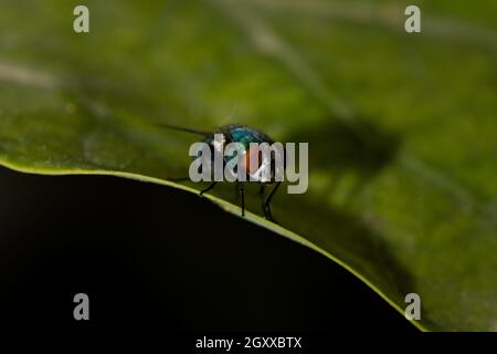 mosca verde botella común (Phaenicia sericata o Lucilia sericata) Stockfoto