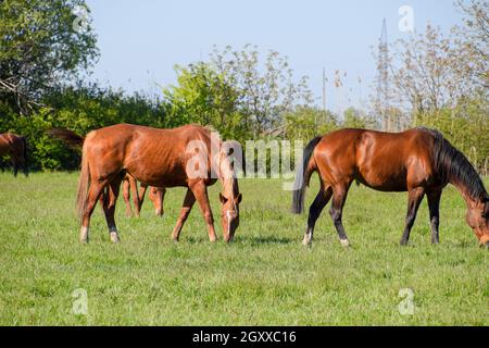 Pferde grasen auf der Weide. Koppel Pferde auf einer Pferdefarm. Walking Horses. Stockfoto