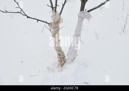 Schutz von Obstbäumen vor Tierschäden im Winter. Verhindern und Reparieren von Tierschäden an Bäumen Stockfoto