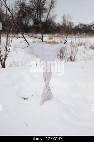 Schutz von Obstbäumen vor Nagetieren im Winter und Isolierung. Stockfoto