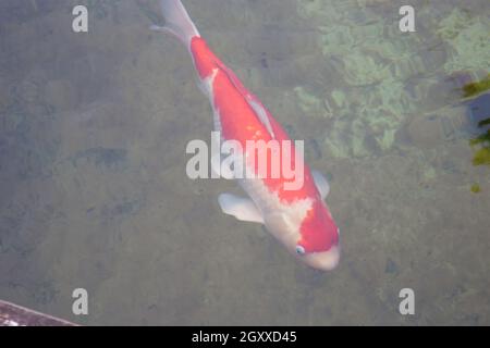 Koi Fische schwimmen im Teichgarten, Stock Foto Stockfoto