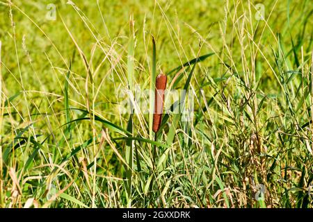 Cattail wächst in der Nähe der Reisfelder. Dickichte des cattail. Braun Warenkorb mit Samen. Stockfoto