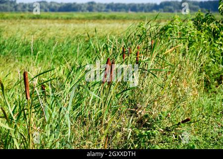 Cattail wächst in der Nähe der Reisfelder. Dickichte des cattail. Braun Warenkorb mit Samen. Stockfoto