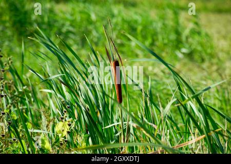 Cattail wächst in der Nähe der Reisfelder. Dickichte des cattail. Braun Warenkorb mit Samen. Stockfoto