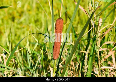 Cattail wächst in der Nähe der Reisfelder. Dickichte des cattail. Braun Warenkorb mit Samen. Stockfoto