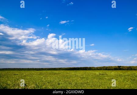 Bereich der Reis in den Reisfeldern. Reisanbau in gemäßigten Klimazonen. Stockfoto