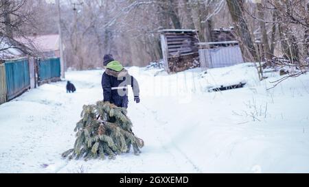 Der Junge zieht mit Mühe einen alten zerbröckelnden Weihnachtsbaum nach den Neujahrsferien, um ihn zur Verarbeitung zu kompostieren Stockfoto