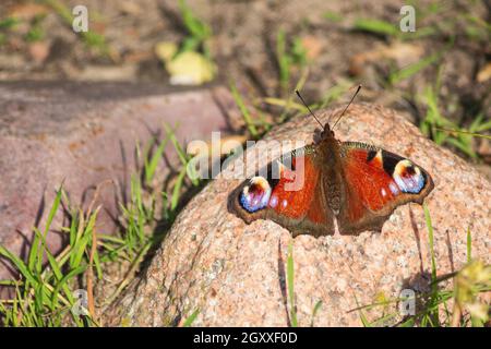 Schöner Schmetterling sitzt auf einem Stein Stockfoto