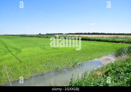 Bereich der Reis in den Reisfeldern. Reisanbau in gemäßigten Klimazonen. Stockfoto