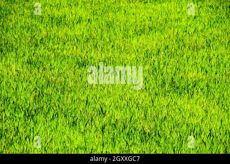 Bereich der Reis in den Reisfeldern. Reisanbau in gemäßigten Klimazonen. Stockfoto