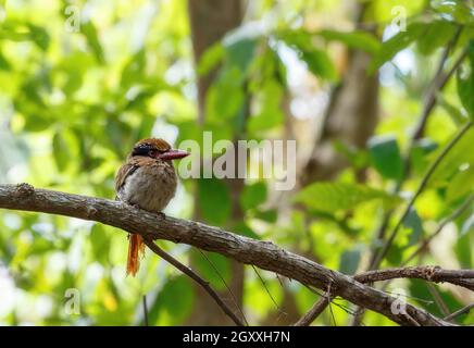 Schöner Vogel Lilac-Cheeked Eisfischer oder Cittura cyanotis, der auf dem Ast in der grünen tropischen Tangkoko-Front sitzt Stockfoto