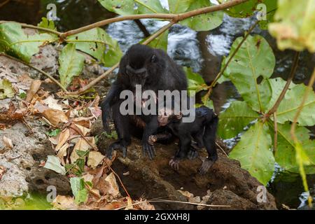 Endemischer Affe Celebes Haubenmakak (Macaca nigra) bekannt als schwarzer Affe, Mutter mit Baby im Regenwald, Tangkoko Nature Reserve in Nord-Sulawesi Stockfoto