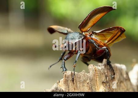 käfer im Tangkoko Regenwald. Nashornkäfer, Nashornkäfer, Hercules-Käfer, Hornkäfer weiblich. Indonesische Tierwelt Stockfoto