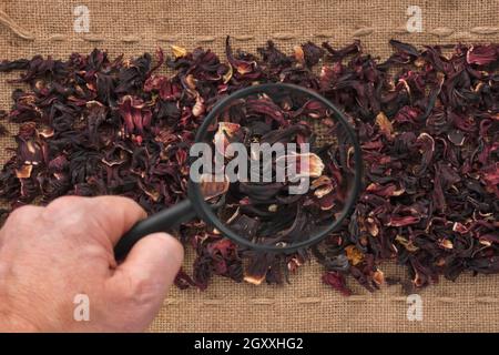 Männerhand mit Lupe über Hibiskus und Sackleinen Stockfoto