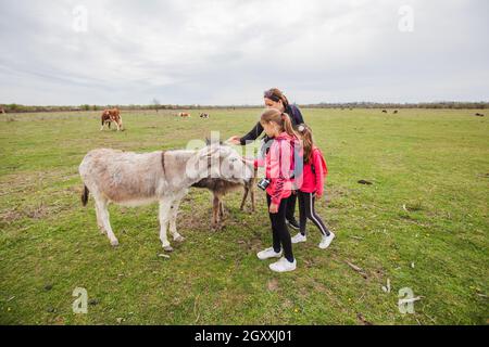 Esel grasen auf der Weide im Naturschutzgebiet, Familie entspannen in der Natur mit Haustierleben, Frühlingslandschaft. Stockfoto