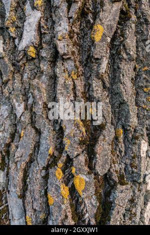 Die Rinde des Baumes mit gelben Flechten. Können für den Hintergrund verwendet werden. Stockfoto