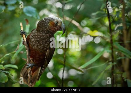 Ein neuseeländischer Kaka, der auf einem Ast im Wald ausgetrockelt ist Stockfoto