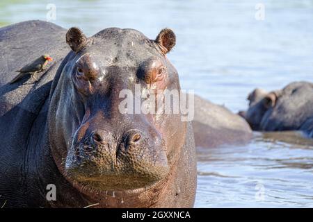 Hippo (Hippopotamus amphibius), Porträt des Gesichts. Okavango Delta, Botswana, Afrika Stockfoto