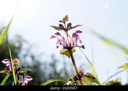 Gefleckte Taubnessel (Lamium maculatum), blühende Pflanze Gefleckte Totennessel, gefleckte Hengste oder purpurrote Drachen, blühende Pflanze Stockfoto