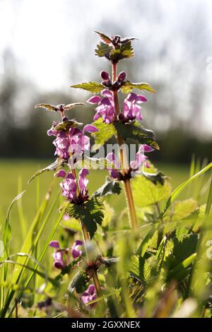 Gefleckte Taubnessel (Lamium maculatum), blühende Pflanze Gefleckte Totennessel, gefleckte Hengste oder purpurrote Drachen, blühende Pflanze Stockfoto