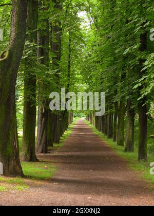 Eine Allee, idyllische Landschaften, die von Menschen gepflanzt wurden Stockfoto