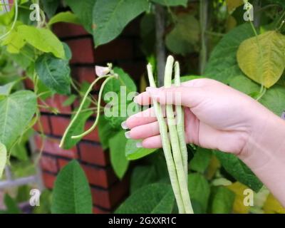 Bauer pflücken reife Bio-Bohnen im Garten. Stockfoto