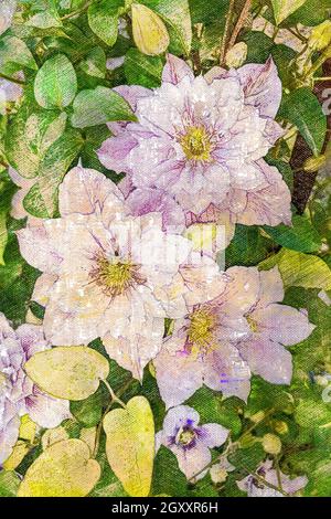 Weiße und rosa Clematis-Blüten. Zarte Zierblumen auf einer Hecke. Digitale Aquarellmalerei. Stockfoto