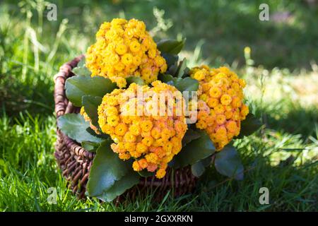 Gelbe kalanchoe blüht in einem Korb Stockfoto