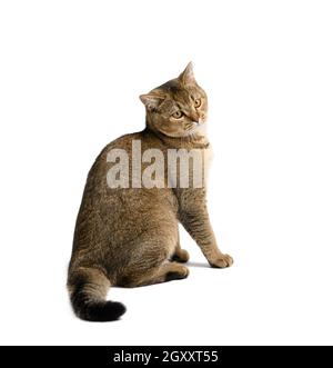 Erwachsene graue schottische gerade Katze sitzt auf einem weißen isolierten Hintergrund, Blick zur Seite Stockfoto