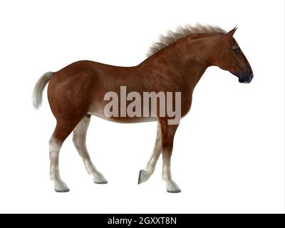 Der Belgier ist eine unverwechselbare Pferderasse, die in Belgien als starker Zugluft für die Arbeit auf der Farm entwickelt wurde. Stockfoto