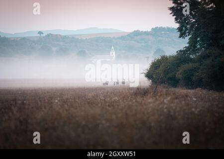 Rothirse (Cervus elaphus) während der Rut im wilden Herbst Natur im Morgennebel auf der Wiese in der Nähe des Waldes, Slowakei Stockfoto