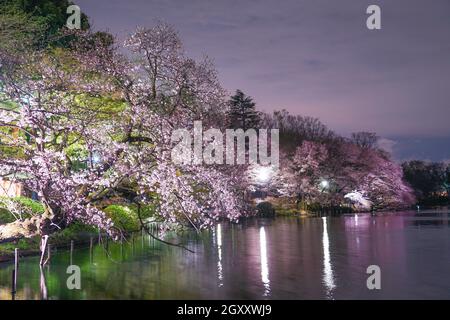 Kirschblüten im Inokashira Park. Drehort: Mitaka City, Tokio Stockfoto