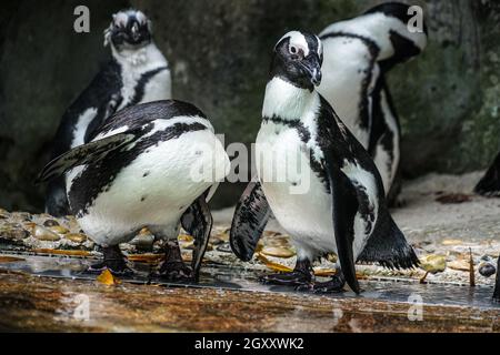 Von Humboldt-Pinguin steht auf dem Felsen Bild. Aufnahmeort: Singapur Stockfoto