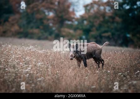 Rothirse (Cervus elaphus) während der Rut im wilden Herbst Natur im Morgennebel auf der Wiese in der Nähe des Waldes, Slowakei Stockfoto