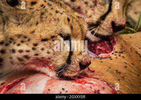 Nahaufnahme von zwei Geparden, die sich auf Schlachtkörper füttern Stockfoto