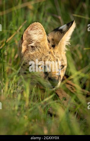 Nahaufnahme des Servalkopfes im langen Gras Stockfoto