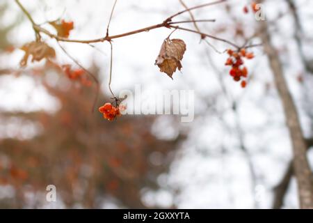 Rowan roter Winter. Ein kleiner Haufen Beeren hängt an einem Zweig im Park. Verschwommener neutraler Hintergrund eines bewölkten Wintertages. Selektiver Fokus, Boke Stockfoto