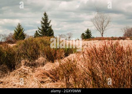 Das Hohe Venn, Hoge Venen, Belgien, Signal Van Botrange Stockfoto