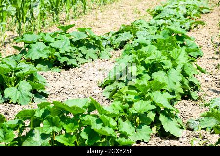 Gemüsegarten mit Zucchini und Mais. Beete im Garten. Unkraut Betten Stockfoto