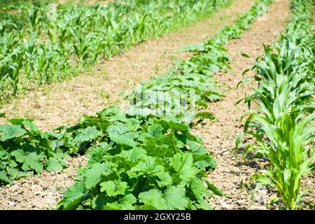 Gemüsegarten mit Zucchini und Mais. Beete im Garten. Unkraut Betten Stockfoto