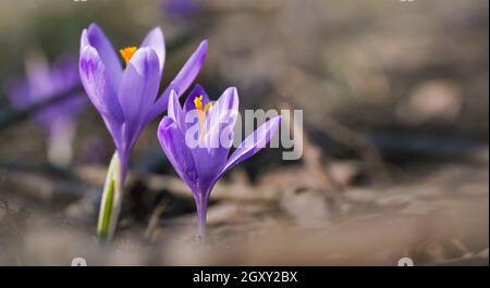 Wilde lila und gelbe Iris Crocus heuffelianus verfärben Blume im Schatten wachsen, trockenes Gras und Blätter um. Stockfoto