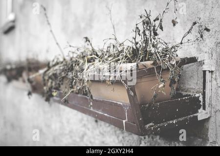 Blumentöpfe mit Blumen starben. Tote und trockene Pflanzen in Töpfen an der Wand. Foto im Retro-Stil. Stockfoto