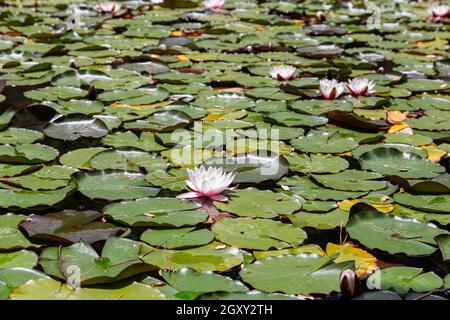 wildes Wildwasser lilli mit Blättern am sonntag am Pool Stockfoto