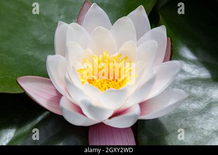 wildes Wildwasser lilli mit Blättern am sonntag am Pool Stockfoto