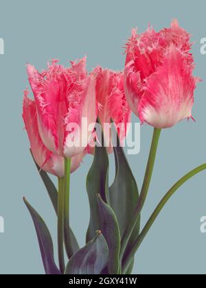 Schöne rosa gefranste Tulpenblüten, Sorte Huis ten Bosch, vor einem schlichten Hintergrund Stockfoto