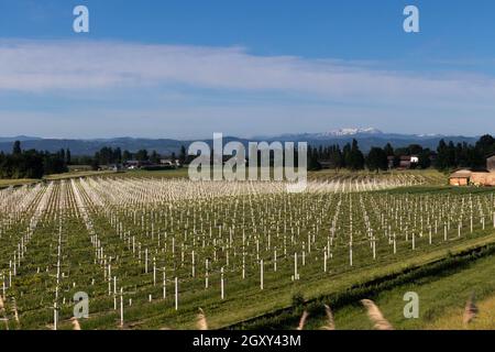 Verschiedene Weintrauben Anbaugebiete in Parma, Bologna, Bereich. Italien. Hochwertige Fotos Stockfoto