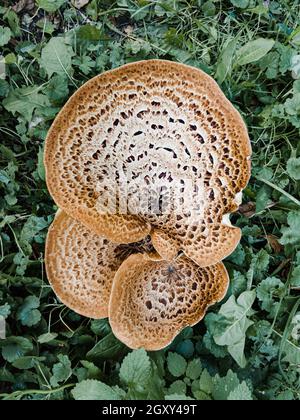 Auf der Wiese wächst ein Cerioporus squamosus Pilz, auch bekannt als Dryadsattel und der Rückenpilz des Phasanen Stockfoto