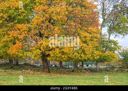 Baumhain mit Herbstfarben Stockfoto
