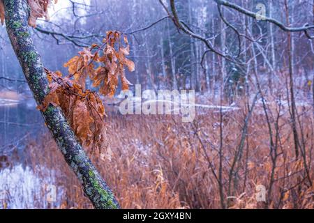 Baum Zweig mit Eichenblättern an einem See im Winter mit Schnee Stockfoto