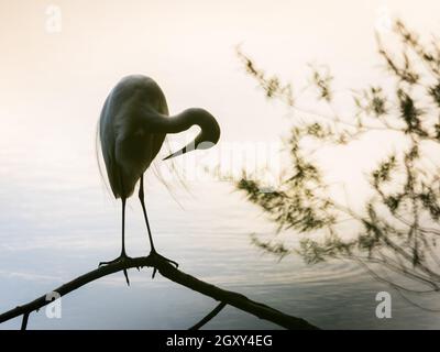 Silhouette des Profils eines Weißreiher, der auf einem kleinen Ast an einem See steht Stockfoto